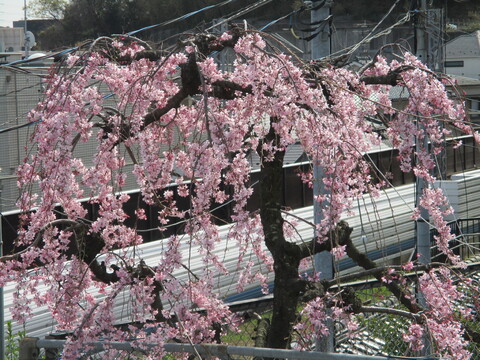 桜満開🌸これからよろしくね