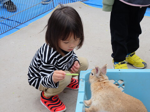 うさぎさん