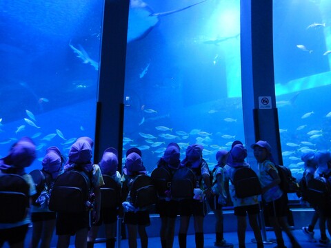 水族館の中はお約束を守って静かに見学することが出来ました✨