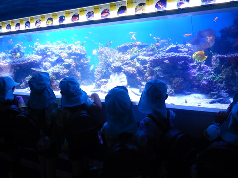 カラフルなお魚もたくさんいました！