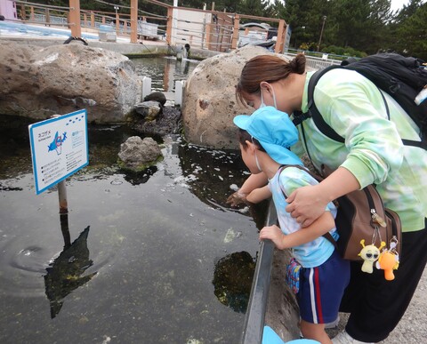 ふれあい広場で海の生き物を触ったりしました！